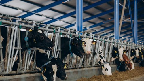 VIDEO | De la fermă până la galantar. Georgiana Păstrăv: „Controlăm totul, de la ce mănâncă animalul până la produsul final”