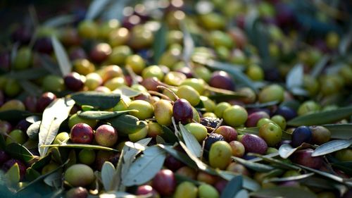 Român prins în Italia în timp ce fura 400 de kilograme de măsline / A înjunghiat un polițist în timpul arestării