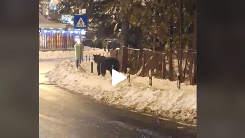 VIDEO Un urs a apărut în Poiana Braşov, chiar de la începutul sezonului de schi / ”Brumi”, așa cum a fost botezat de turiști, s-a lăsat filmat și fotografiat