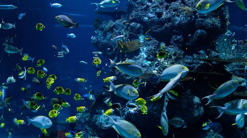 Studiu. 60% din speciile de pești ar putea să nu supraviețuiască în mediile lor până în anul 2100, din cauza încălzirii globale