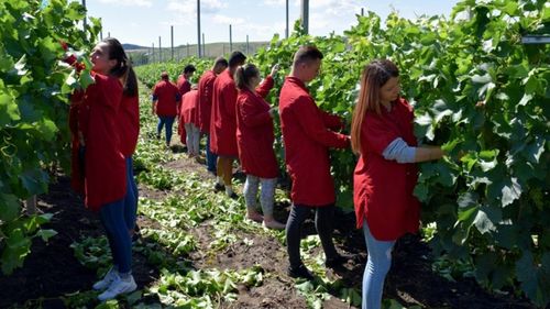 Liceele agricole vor putea construi corpuri noi de clădiri și vor putea fi dotate cu mobilier nou și echipamente digitale – apel PNRR de 43 de milioane de euro. Ghidul solicitantului a fost pus în dezbatere publică