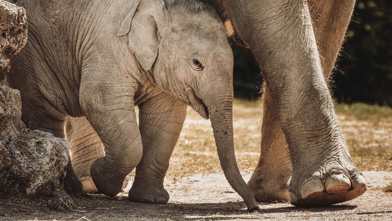 Elefanţii de Borneo sunt în pericol de dispariţie din cauza activităţilor umane, afirmă experţi în fauna sălbatică