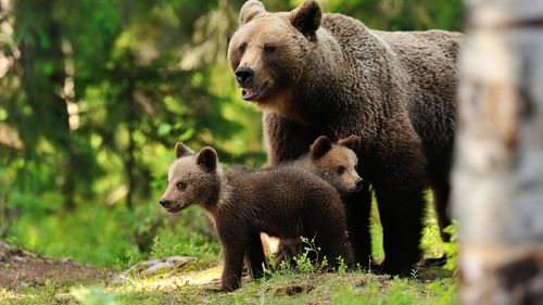 VIDEO O ursoaică cu doi pui, capturați dintr-o curte din Bistrița-Năsăud și relocați în fondul cinegetic Budac / A treia acțiune de acest fel din județ în 2025