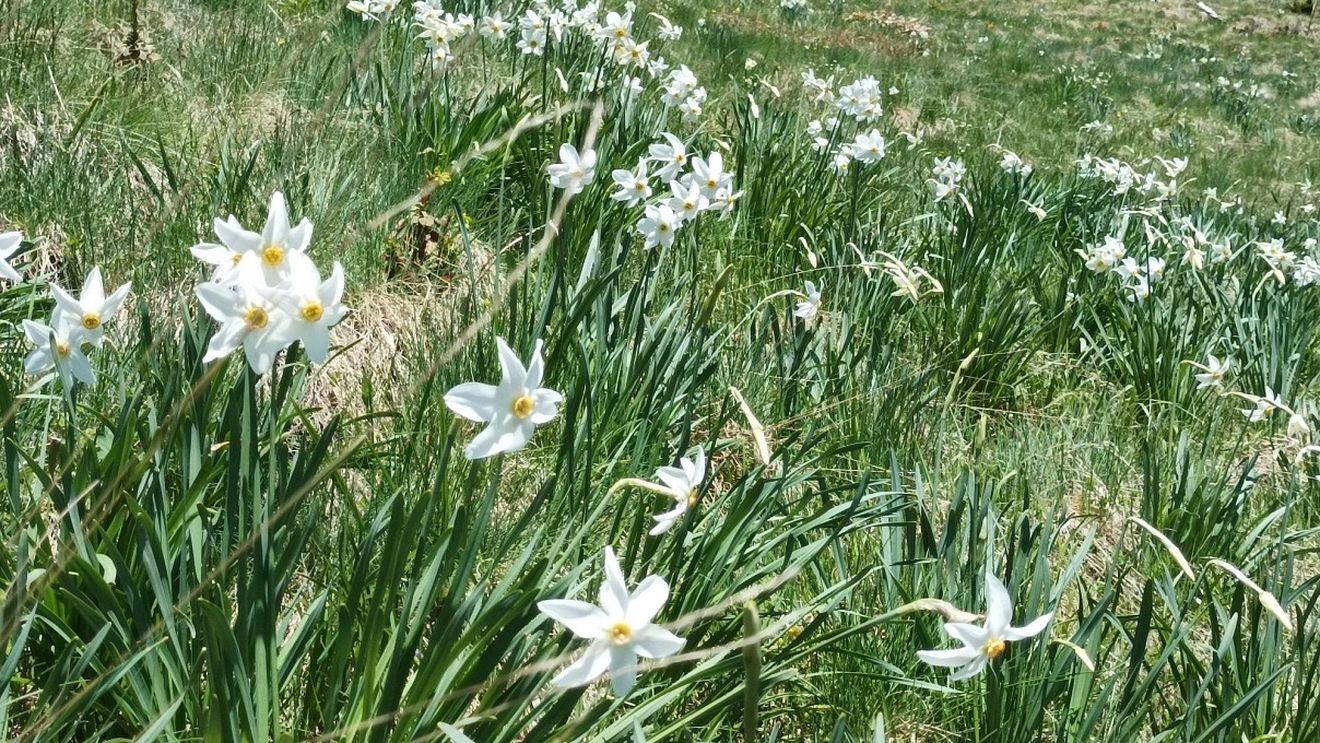 Poiana cu narcise din Munţii Rodnei îi aşteaptă pe drumeţi începând cu acest sfârşit de săptămână