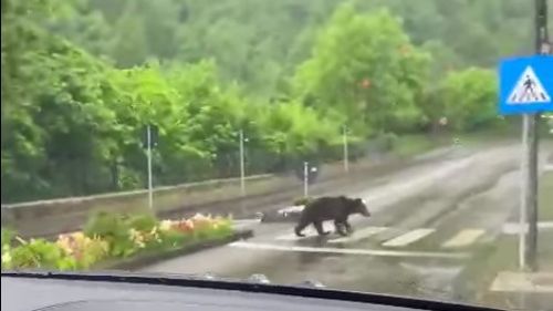 VIDEO  Un urs, traversând agale o trecere de pietoni din Sinaia în amuzamentul celor aflați în trafic