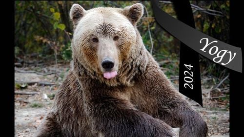 A murit Yogi, cel mai în vârstă urs brun din țară / Avea 43 de ani și a stat în captivitate la Zoo Sibiu și la Sanctuarul Libearty