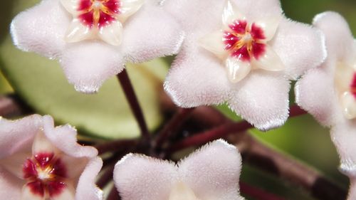 Intrare gratuită la Muzeul "Antipa" pentru doamne şi domnişoare, de 1 martie