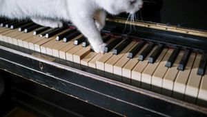De la Brahms la Beethoven: Cum muzica clasică și instrumentală poate reduce anxietatea câinilor și pisicilor. Ghid complet pentru stăpânii de animale