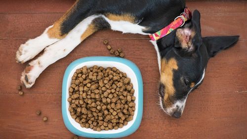 Tendințe în hrana animalelor de companie: Totul despre insecte, proteine alternative și meniuri personalizate