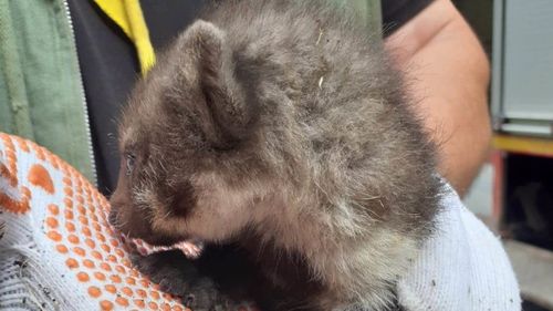 Pui de jder, salvat dintr-o pădure din Mureș cuprinsă de incendiu / ISU: De cum se va simţi mai bine, puiul urmează să fie eliberat în mediul său natural, în imediata apropiere a locului unde a fost identificat