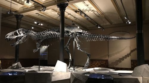 Mai multe companii susțin că pielea de T-Rex ar putea ajunge în curând pe piața modei de lux / Cercetătorii sunt de părere că este doar o înșelătorie