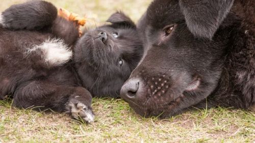 Câini vopsiți ca să pară de rasă, bolnavi și fără acte. Românii cumpără, de fapt, maidanezi la preţuri de lux / Fenomenul afectează peste 95% dintre animalele vândute în România