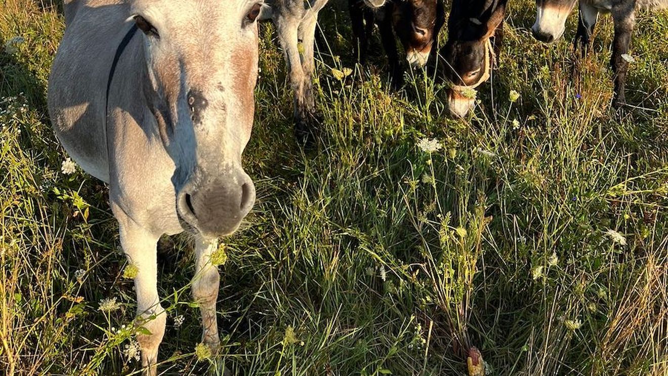 Inflație galopantă în Argentina / Oamenii au început să consume carne de măgar / Președintele Javier Milei a vorbit despre reforme „pentru următorii 50 de ani”.