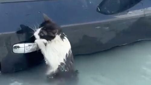 VIDEO Poliția din Dubai a salvat o pisică din inundațiile provocate de ploaia record/ Pisica se agăța de portiera unei mașini