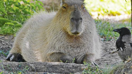 Contracepție pentru capibara: Planul unei suburbii din Buenos Aires privind rozătoarele stârnește dezbateri