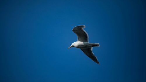 Specie nouă de pasăre în România: Pescăruşul mediteranean, observat pe Lacul Tătaru din judeţul Brăila