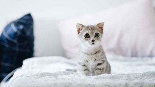 În perioadele stresante, anxietatea stăpânilor se poate transmite și animalelor de companie. Cum reacționează câinii și pisicile la stresul oamenilor