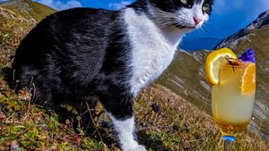 EXCLUSIV | Rodica, felina care trăiește la cel mai înalt punct locuit din România. Cum e viața la Stația Meteo Vârful Omu: povestea pisicii bucureștence, prietenia cu vulpea Foxy, întâlnirile cu urșii și aventurile în munți (VIDEO & FOTO)