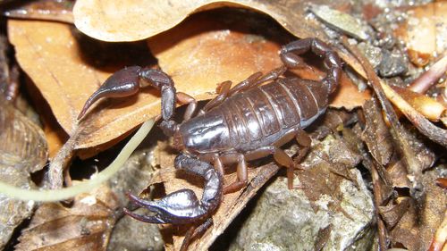 Zeci de scorpioni carpatini observaţi sub roci în comuna Colţi, pe fondul temperaturilor ridicate