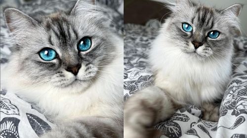 Malia The Cat: Cum a devenit o pisică din Leipzig vedetă pe internet