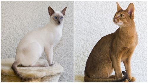 Cât de inteligente sunt pisicile? Acestea sunt rasele despre care se crede că au cel mai ridicat „IQ” / Cum poți testa acasă inteligența felinei tale