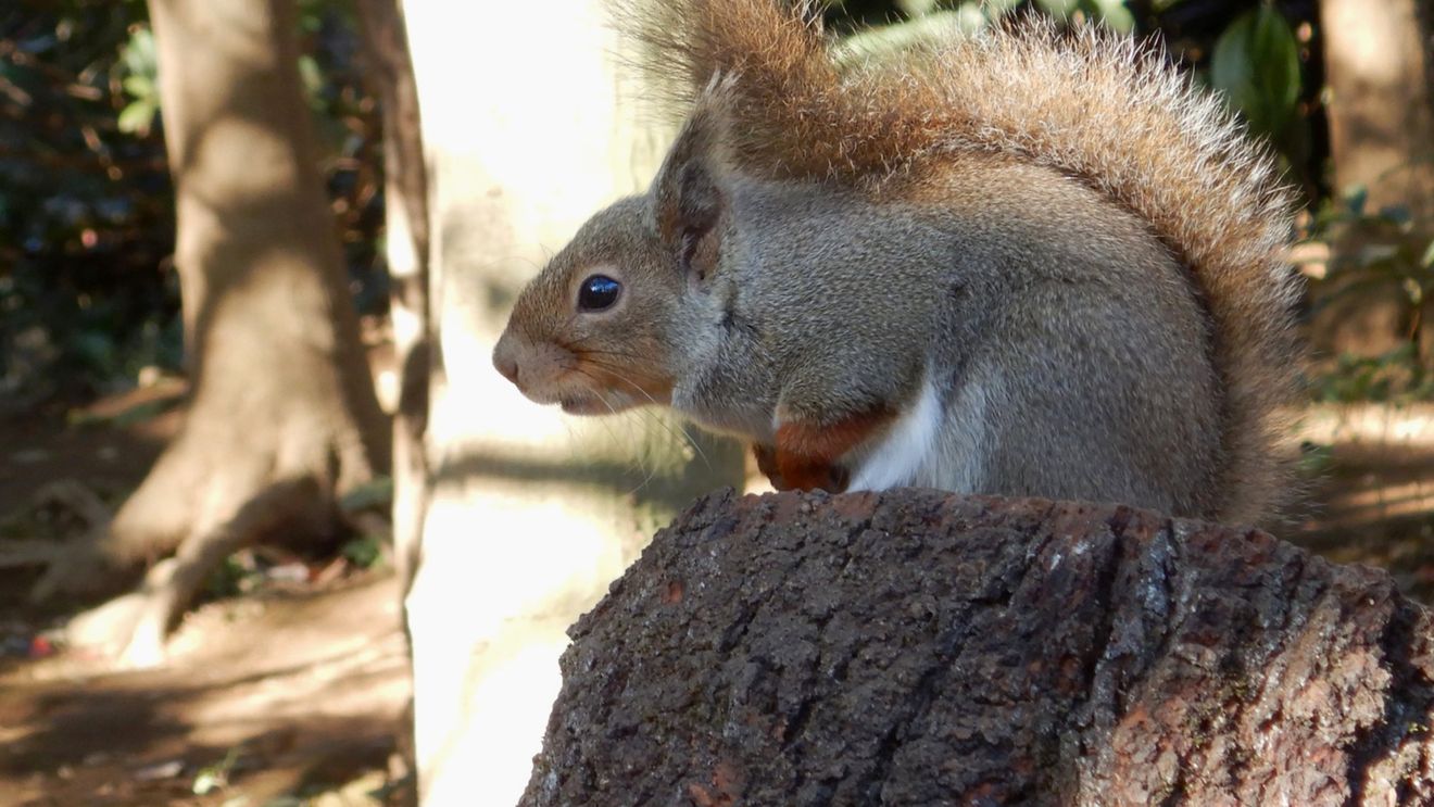 Veveriţele de la o grădină zoologică din Japonia, decimate de o posibilă otrăvire involuntară