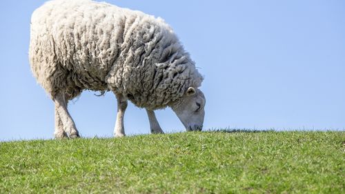 VIDEO Oile înlocuiesc pesticidele și erbicidele la Pompei, în Italia / Erbivorele protejează situl arheologic de vegetația care crește