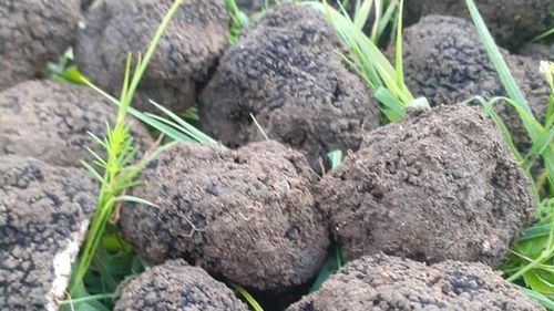 Neamț: Polițiștii confiscă peste 5 kilograme de trufe negre rare, care ar putea valora mii de euro, găsite într-o mașină cu câini specializați