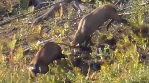 VIDEO Înfruntare spectaculoase între doi cerbi, în perioada boncănitului, filmată în pădurile Sucevei / ”Când doi masculi par egali ca mărime și determinare, departajarea se face prin luptă directă”