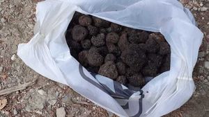 Un român şi un italian, prinşi de jandarmi după ce au cules peste un kilogram şi jumătate de trufe negre din pădure, în zona de munte a judeţului Prahova