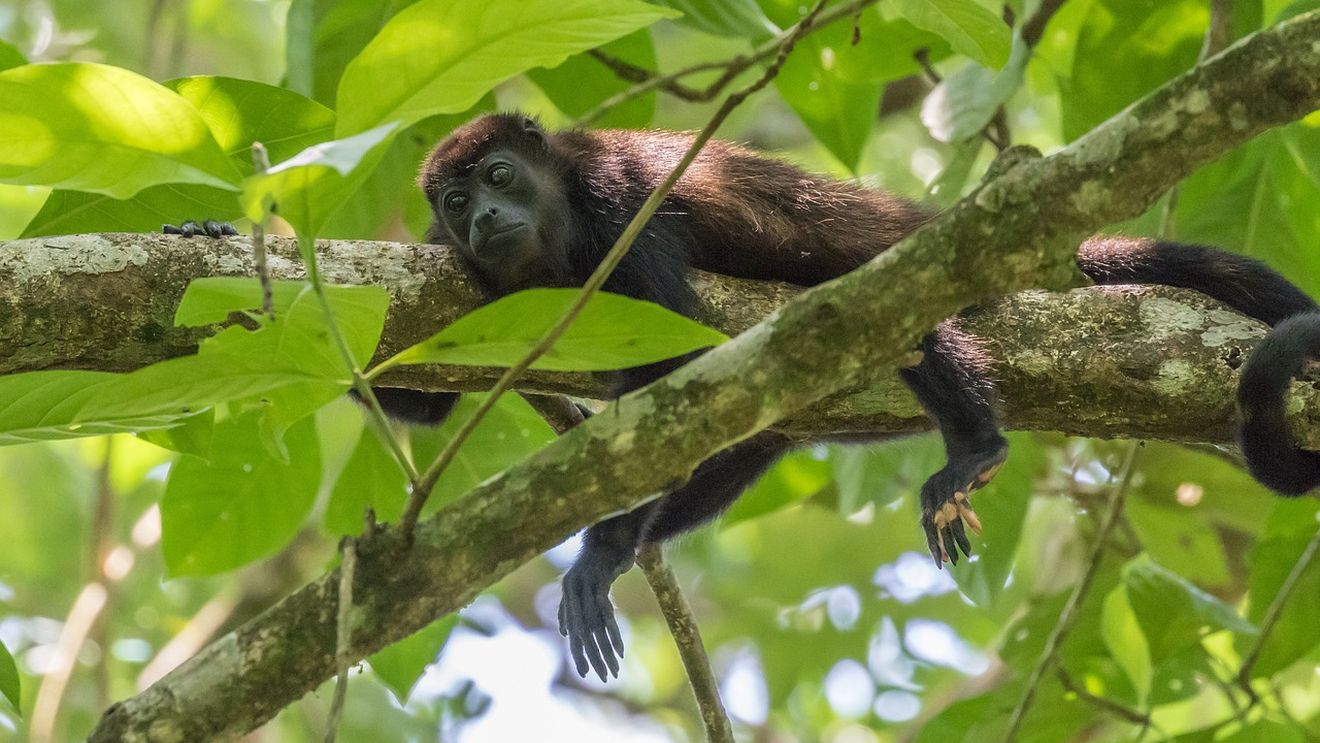 Peste 200 de maimuţe urlătoare au murit în Mexic din cauza valului de căldură, potrivit unui ONG