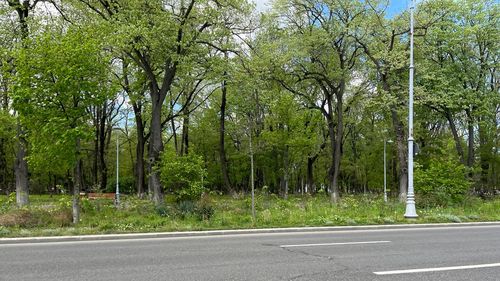 Clotilde Armand anunţă patru păduri urbane în Sectorul 1, finanţate prin PNRR / Unde vor fi plantați 73.000 de puieți forestieri