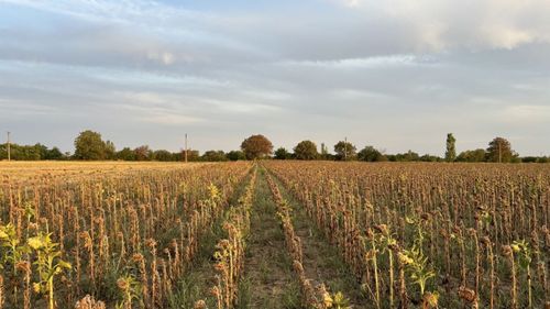 Agricultura României sub efectul schimbărilor climatice: Fenomenul de arșiță se va intensifica continuu în următoarele decenii/Regiunile cele mai afectate: Sud și Sud-Est – document guvernamental