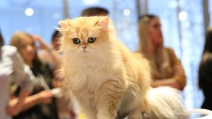 SofistiCAT, pentru iubitorii de pisici: Se deschide Salonul Felin Internaţional Bucureşti, în weekend, la Sala Palatului/ Vedeta evenimentului