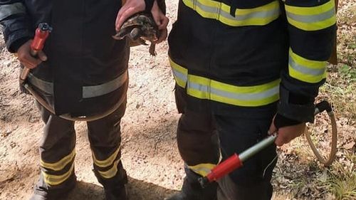 Două broaște țestoase, salvate din incendii de vegetație de pompierii de la ISU Mehedinți