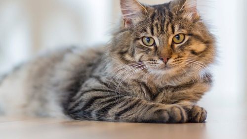 Detalii noi ascunse în ADN-ul pisicilor. Studiul care schimbă tot ce știam despre originea felinelor / Cercetările arată cum hibridizarea a modelat evoluția felină