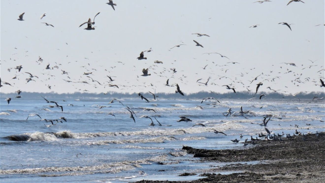 Pauza de respirație: Imagini de pe plaja Sulina, la final de iarnă