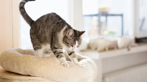 Cea mai veche dovadă că pisicile știu să facă „biscuiți”, descoperită pe un vas de lut de acum 1200 de ani