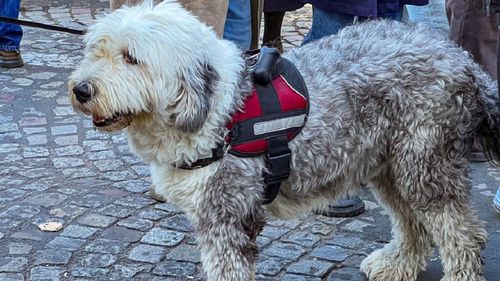 Câini electrocutați pe străzile din Paris. Stăpânii se tem pentru siguranța animalelor lor / Un câine a murit, alți 10 au fost răniți