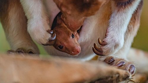 VIDEO Un pui de cangur arboricol, specie pe cale de dispariţie, s-a născut la o grădină zoologică din Marea Britanie
