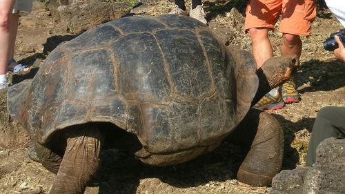 STUDIU Ţestoasele gigant din Galapagos care trăiesc în zone populate au devenit rezistente la antibiotice