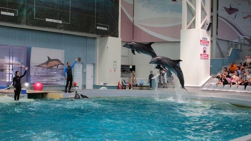 Au început antrenamentele cu public ale delfinilor aduşi din Ucraina, la Delfinariul Constanţa