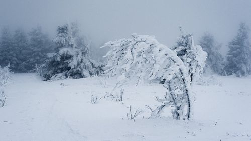 Cod galben de vânt puternic, în cea mai mare parte din ţară/ De luni după-amiază, vor fi şi ninsori/ Cod portocaliu de viscol, în zonele înalte ale Carpaţilor