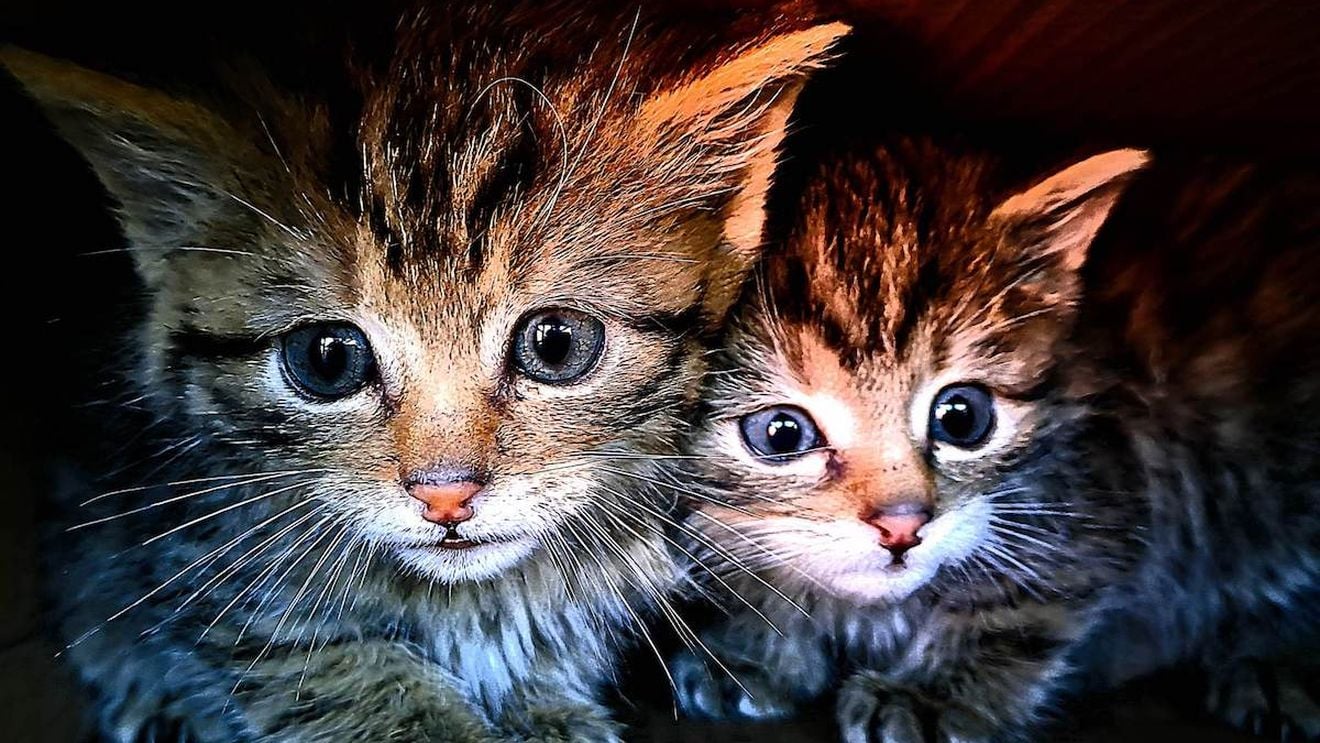 Cipru: pe "insula pisicilor", o boală decimează populația felină