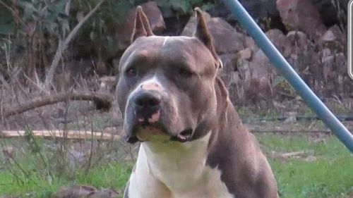 Un bărbat din Galați a fost condamnat la un an de închisoare cu executare pentru uciderea unui câine. Sentinţa nu este definitivă