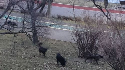 FOTO Imagini cu o haită de câini care ar umbla prin parcul IOR din Sectorul 3