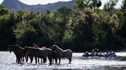 "Un impact devastator": Caii sălbatici de pe o insulă din Canada îi distrug biodiversitatea, dar publicul nu poate renunța la ei