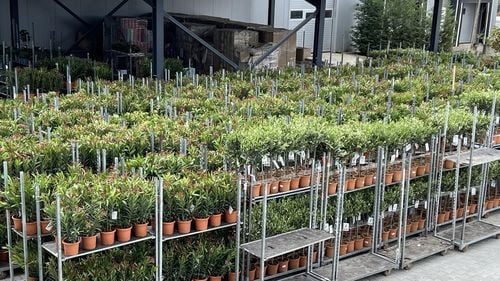 Vânzările de flori și plante în supermarketurile din România sunt în creștere