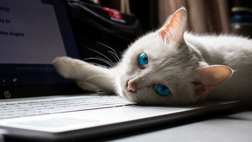 Fotbalistul francez Kurt Zouma a fost condamnat la muncă în folosul comunităţii pentru că şi-a maltratat pisica. El nu mai are dreptul să dețină pisici