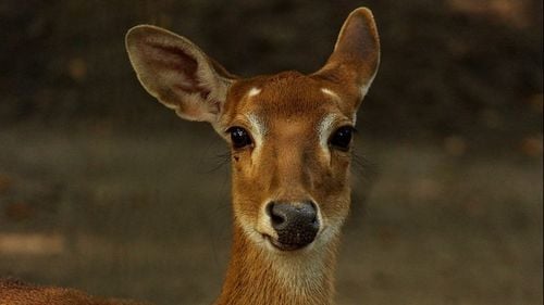 Un camion s-a răsturnat în Covasna după ce șoferul a încercat să evite o căprioară